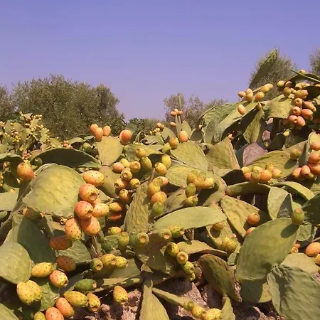 Casetta De Benedictis